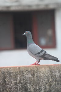 animal