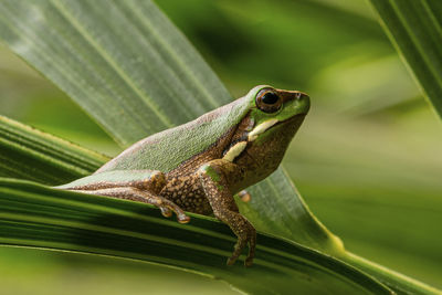 Close-up of lizard on green leaves