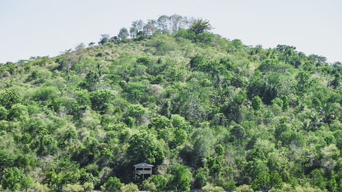 Plants and trees against sky