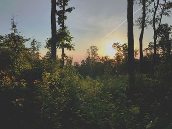 Plants growing in forest against sky