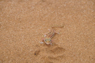 Close-up of crab on sand