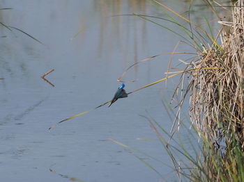 Bird perching on a lake