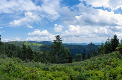 Scenic view of forest against sky