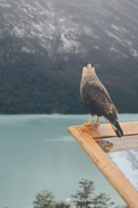 Bird perching on railing against sea