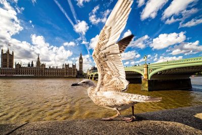 Close-up of seagull flapping wings