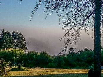 Trees on landscape against sky