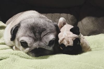 Dog sleeping on bed