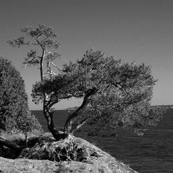 Tree by sea against clear sky