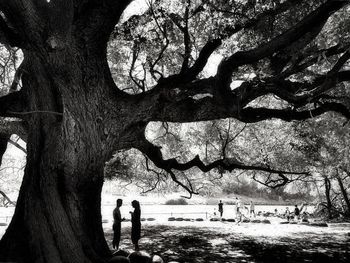 Shadow of people on tree trunk