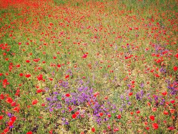 Full frame shot of red flowers blooming in field