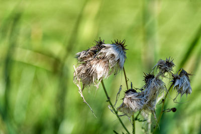 Close-up of wilted plant
