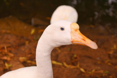 Close-up of a bird