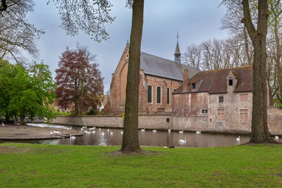 Swans on the lake of love in bruges, belgium