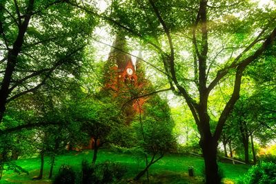 Trees in forest