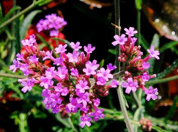 Close-up of pink flowers