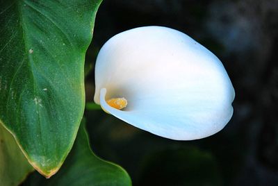 Close-up of white flowering plant