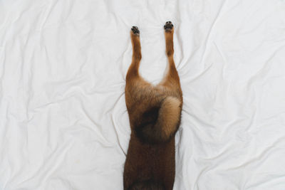 High angle view of cat on bed