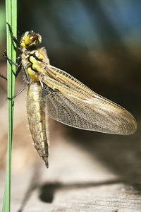 Close-up of dragonfly