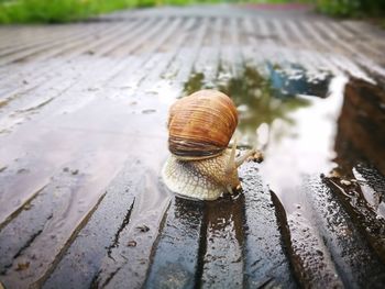 Close-up of snail