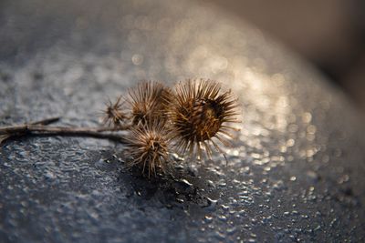 Close-up of dried on rock