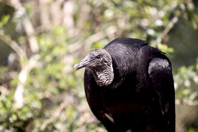 Cuervo negro, black vulture 