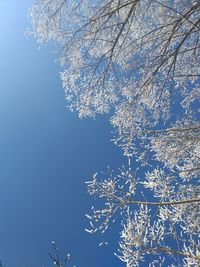 Low angle view of cherry tree against clear blue sky