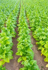 Plants growing on field