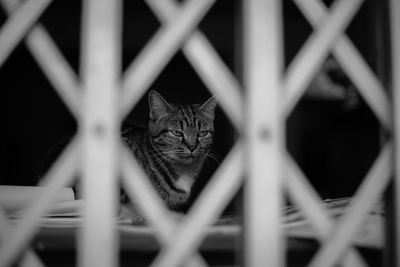 Cat looking through metal fence