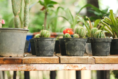 Close-up of potted plant in container