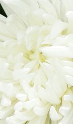 Full frame shot of white flower