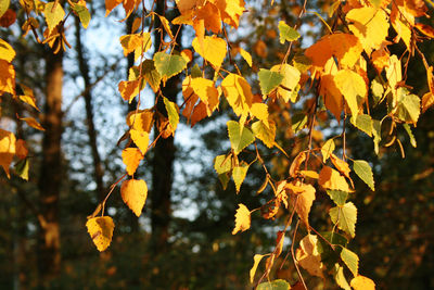 Close-up of yellow maple leaves on tree