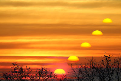 Silhouette plants against orange sky during sunset