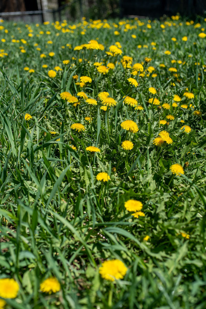 CLOSE-UP OF YELLOW FLOWERS ON FIELD