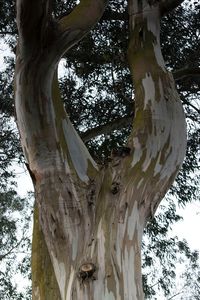 Low angle view of tree in forest