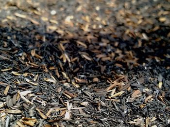 High angle view of snake