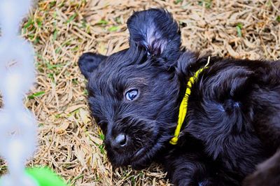 Close-up portrait of black dog lying on grass