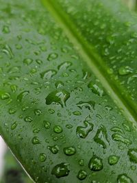 Close-up of raindrops on green leaves during rainy season