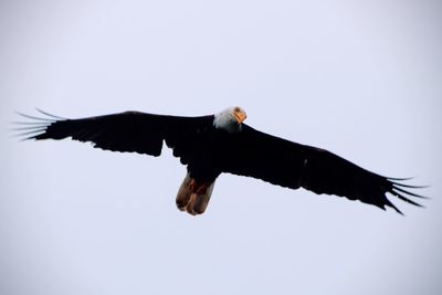 Low angle view of eagle flying against clear sky