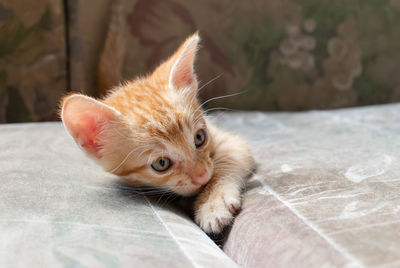 Portrait of kitten relaxing on floor
