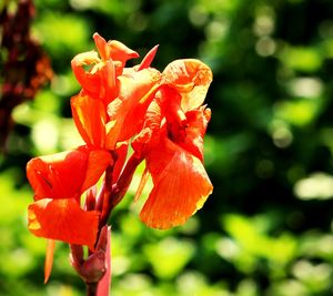 Close-up of red flower