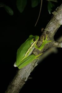 Close-up of lizard on leaf against black background