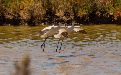 View of birds in lake