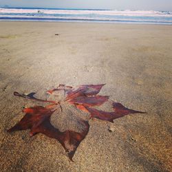 Close-up of maple leaf on beach