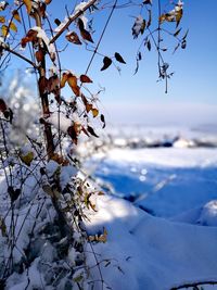 Close-up of frozen tree against sky