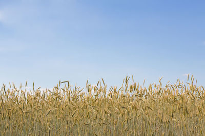 Crop on field against clear sky