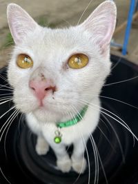 Close-up portrait of white cat