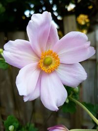 Close-up of pink flower blooming outdoors