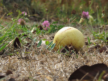 Close-up of dead plant growing on field