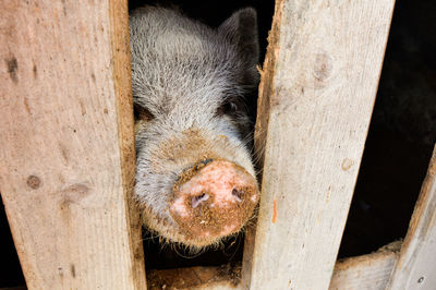 Close-up of pig in pen