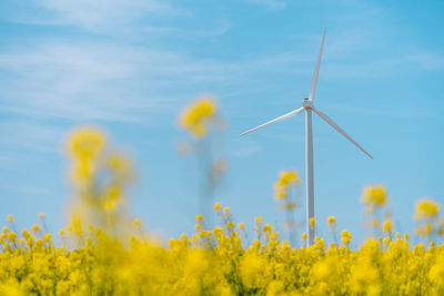 Wind turbine in blooming rapeseed field